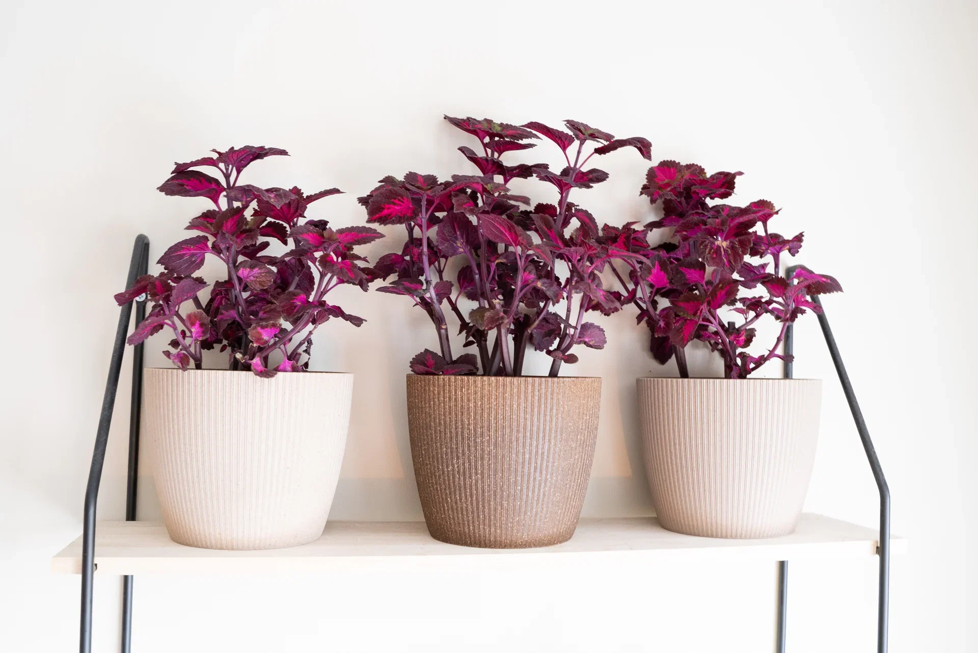 Coleus (Praktspragle) – fakta og råd om stell