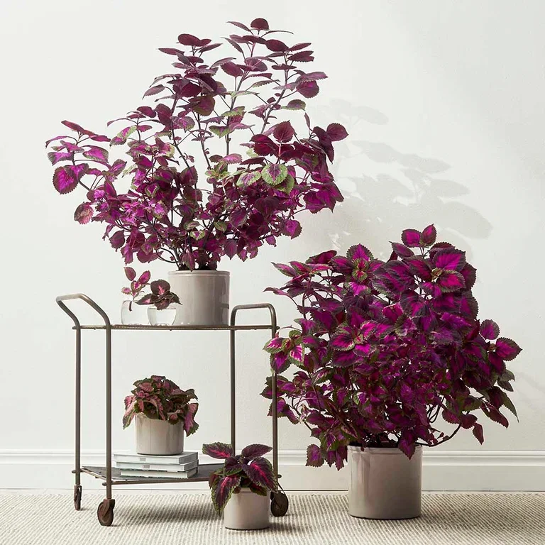 Coleus (Praktspragle) – fakta og råd om stell
