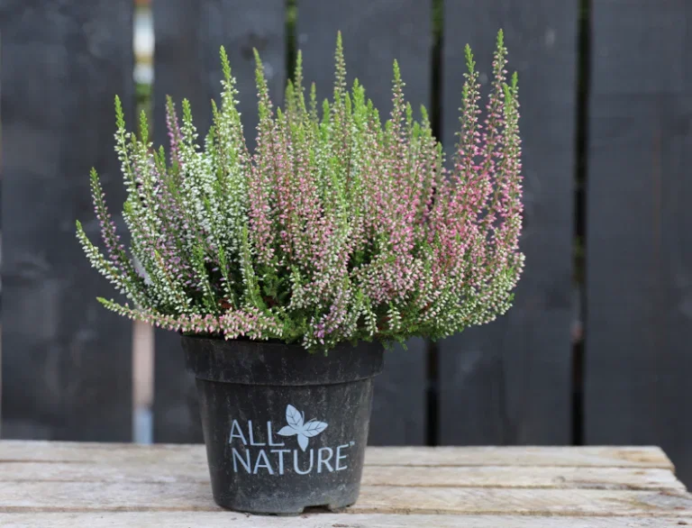 Lyng – planting og stell