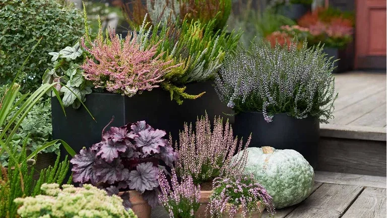 Lyng – planting og stell