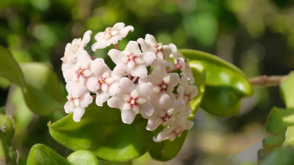 Porselensplante (Hoya) – fakta og råd om stell 