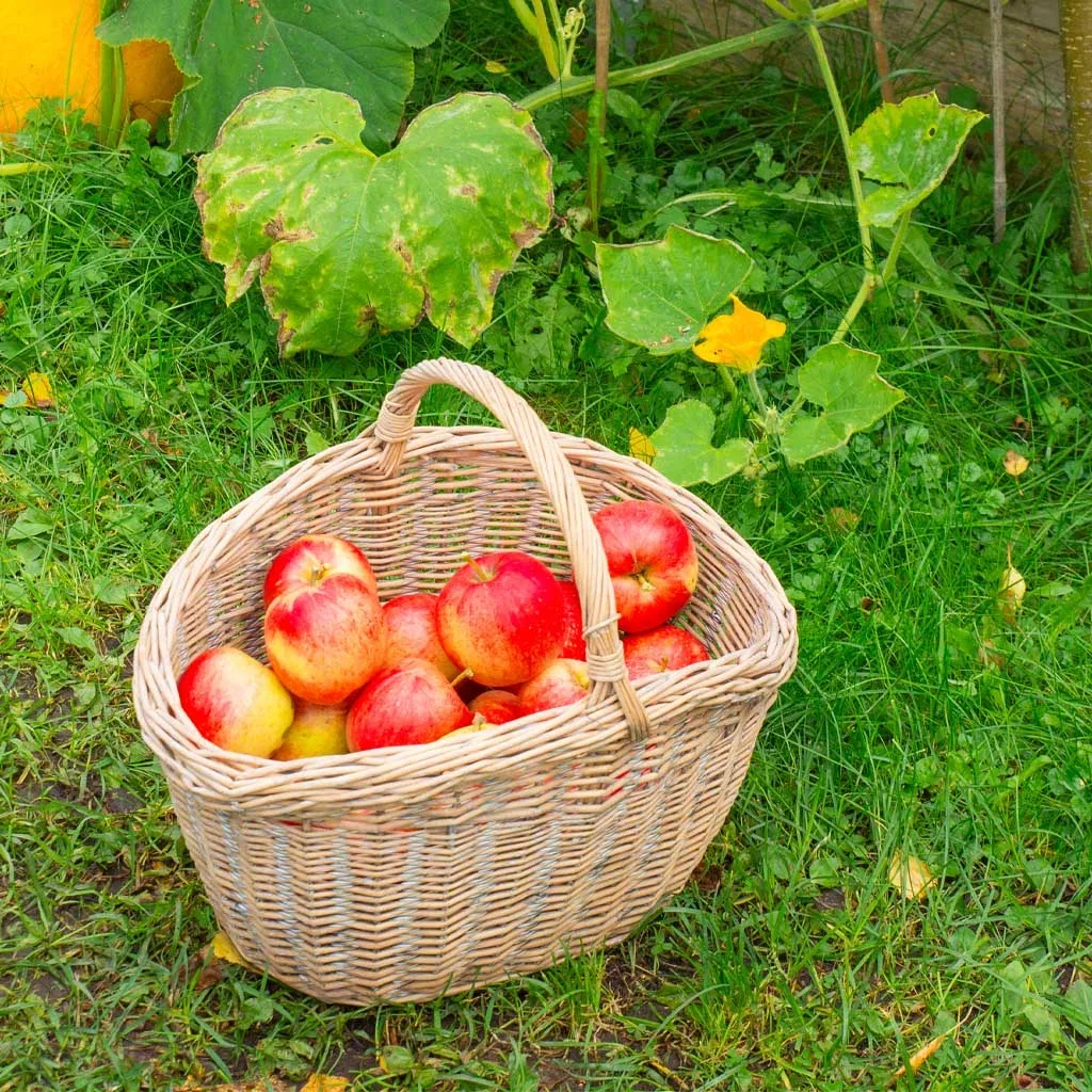 Garden visit: Autumn in Tanja's sustainable garden at Ekeberg in Oslo