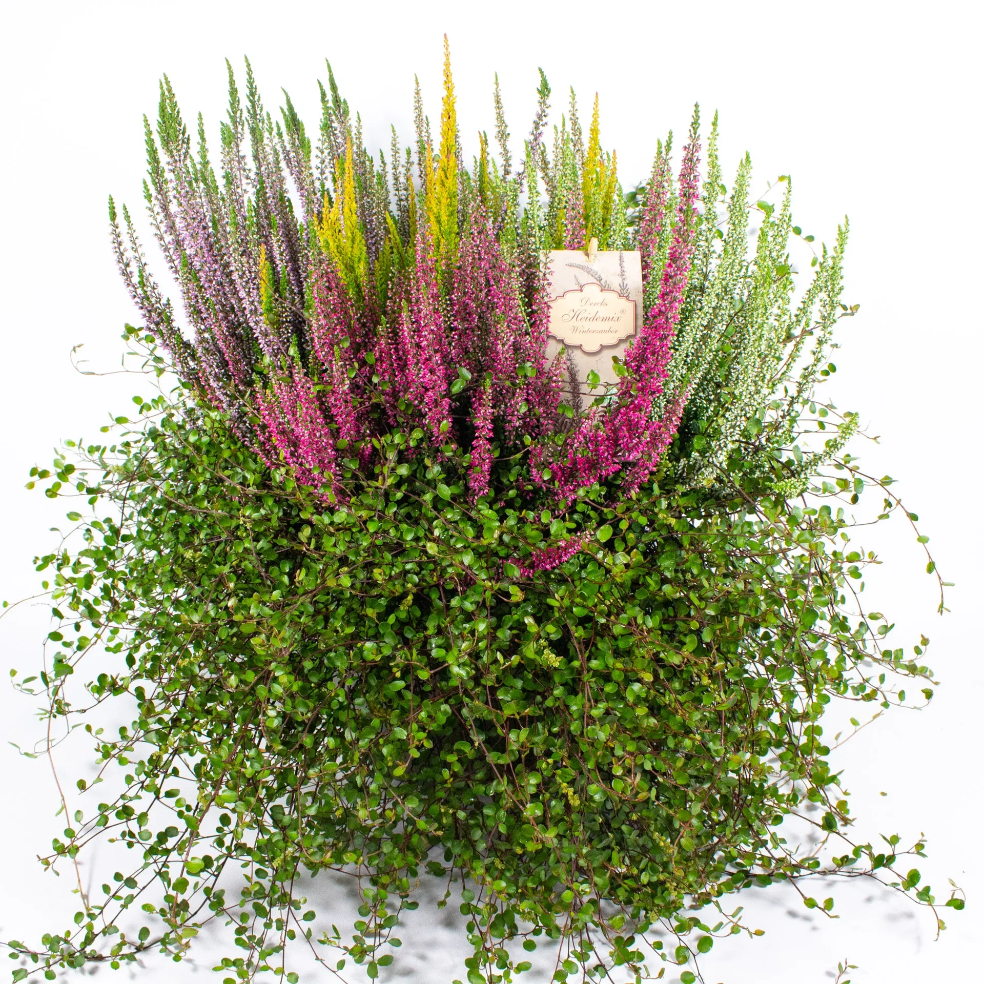 Romantic Heather Plant