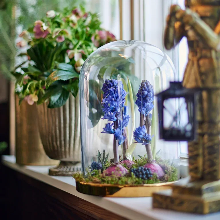 Hyacinth - facts and care tips