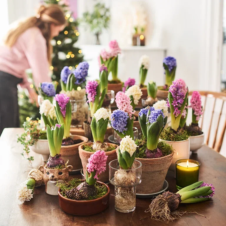 Hyacinth - facts and care tips