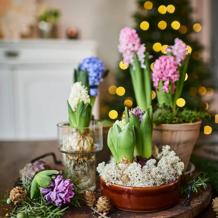 Hyacinth - facts and care tips