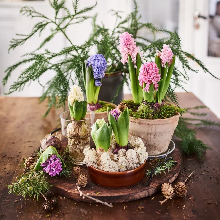 Hyacinth - facts and care tips