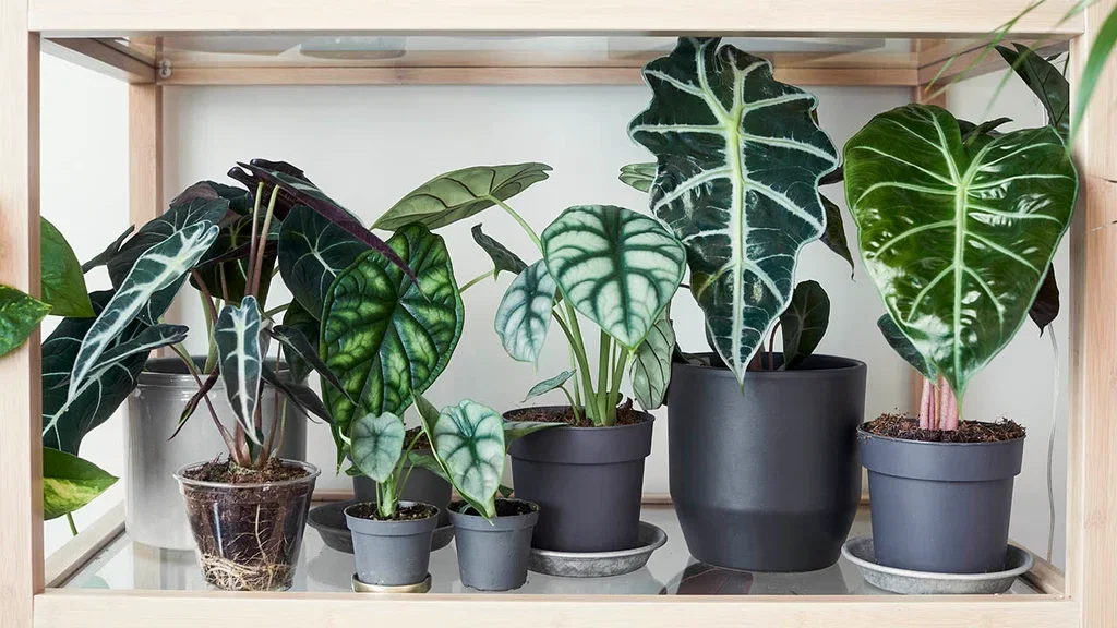 Alocasia – fakta og råd om stell 