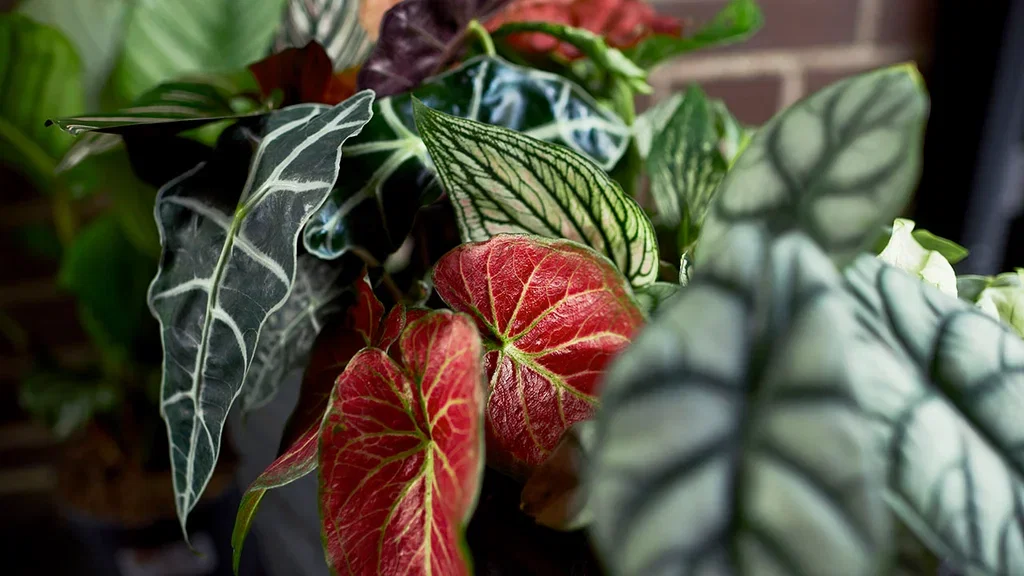 Alocasia – fakta og råd om stell 