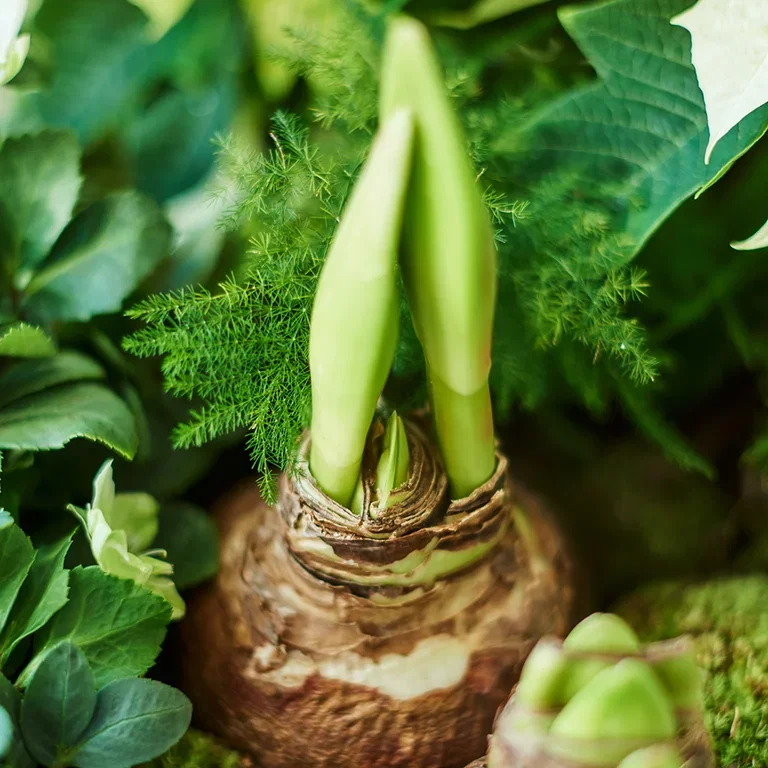 Amaryllis – fakta og råd om stell 