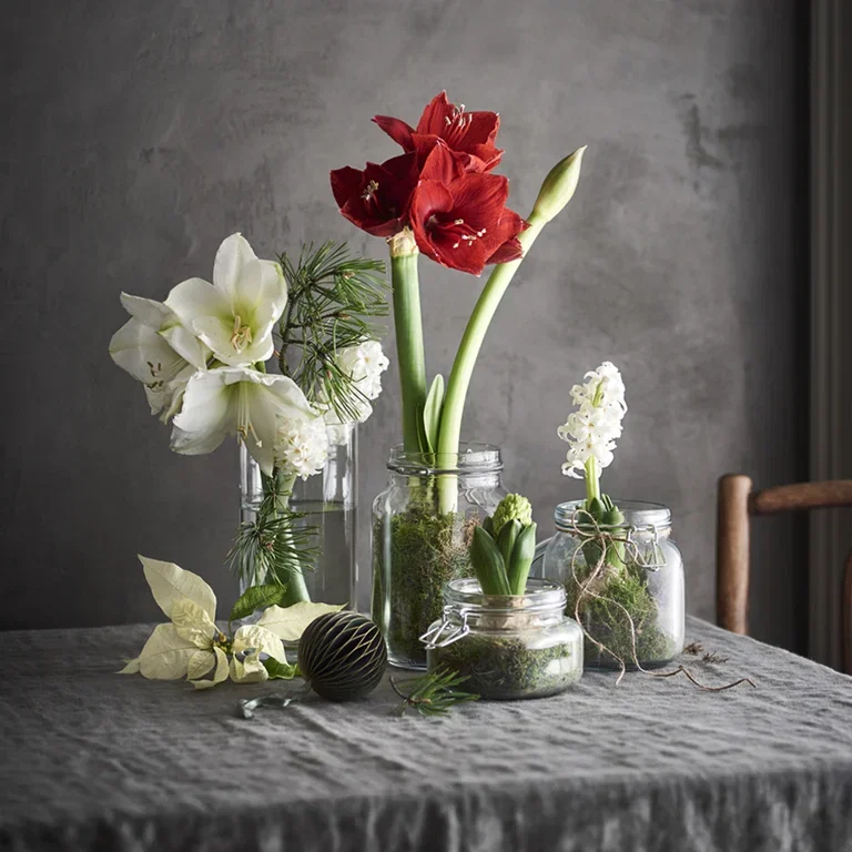 Amaryllis – fakta og råd om stell 