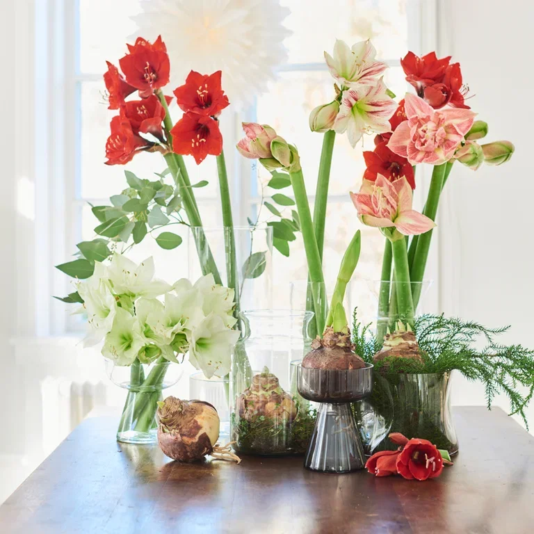 Amaryllis – fakta og råd om stell 