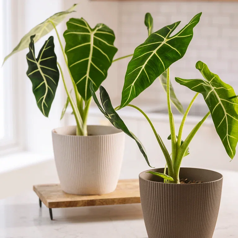 Alocasia – fakta og råd om stell 