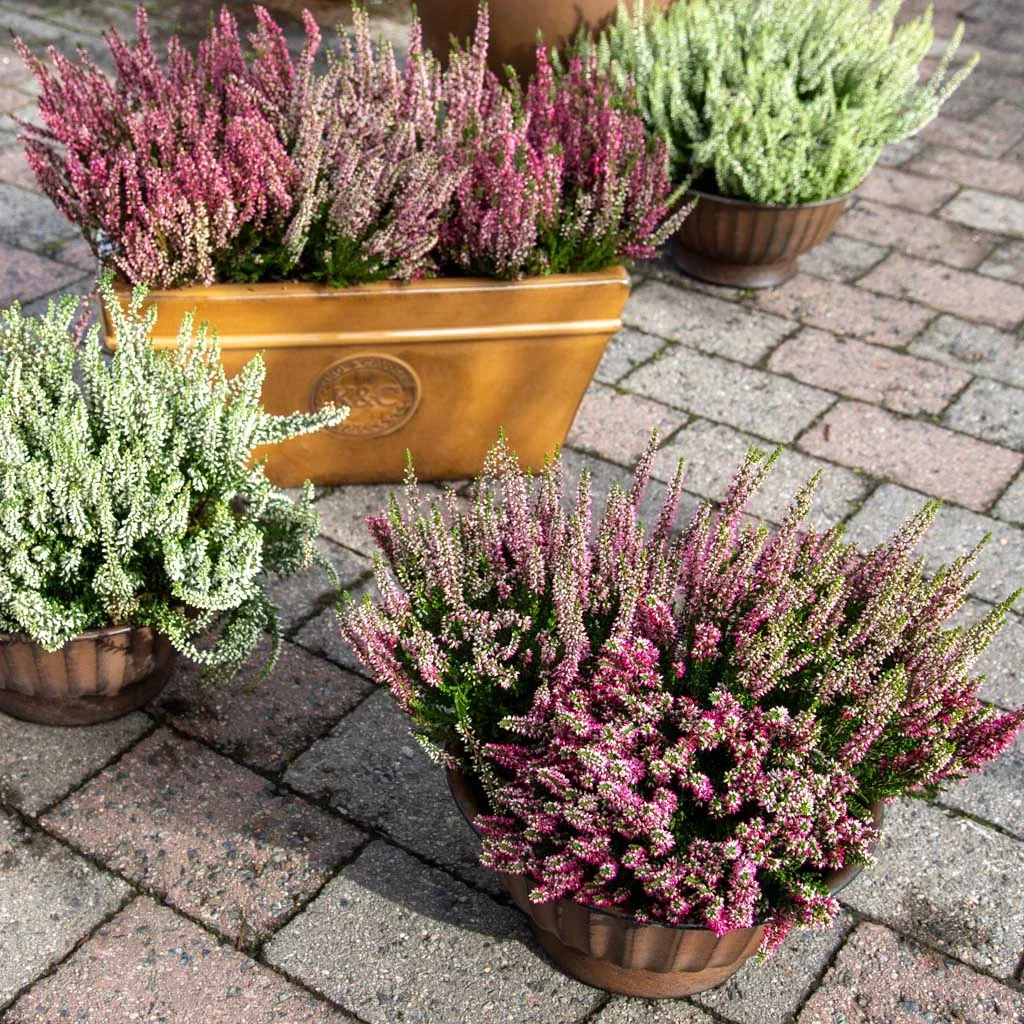 2 for 1 on single-colour heather