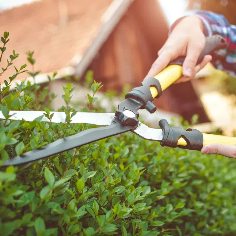 Hurtigvoksende hekk – fire gode alternativer