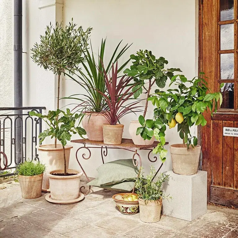 Middelhavsplanter – planting og stell