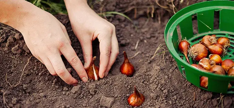 Plant blomsterløk i høst