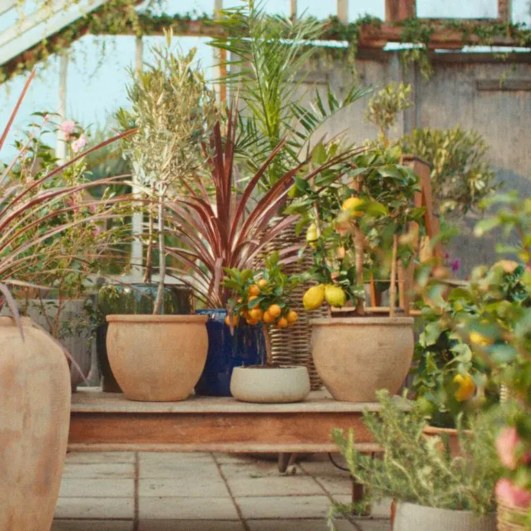 Gi middelhavsplantene nytt liv etter vinteren