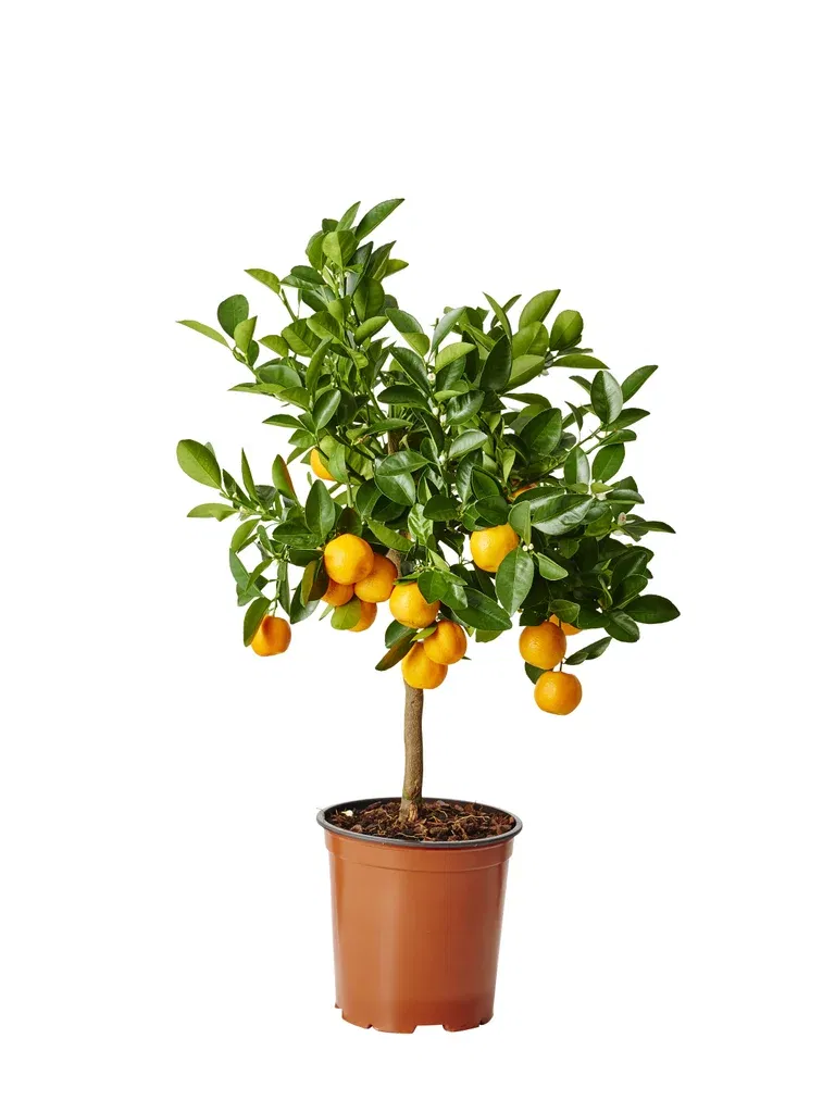 Oppstammet calamondin
