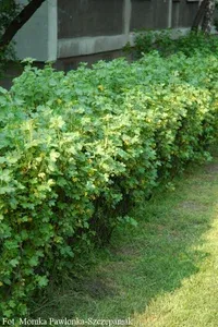 Alperips 'Schmidt' 10-pk, barrot