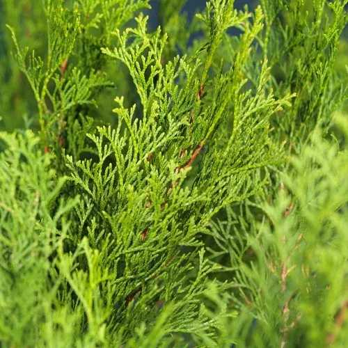 Tuja GOLDEN SMARAGD