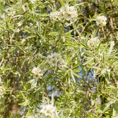 Pyrus salicifolia DIS® E 120sth 10L
