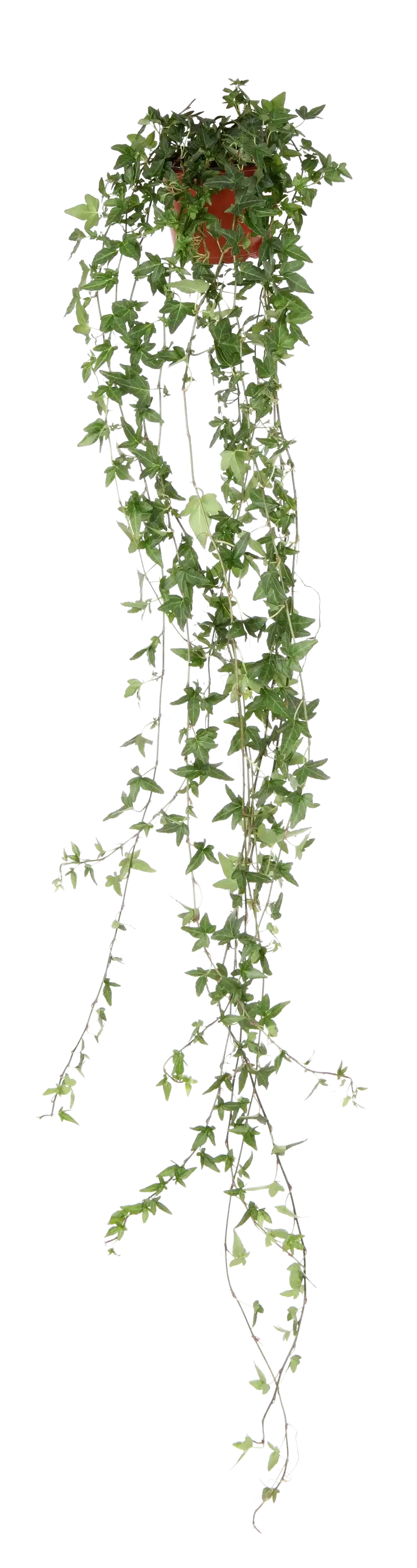 Hedera helix long ranks 12 cm