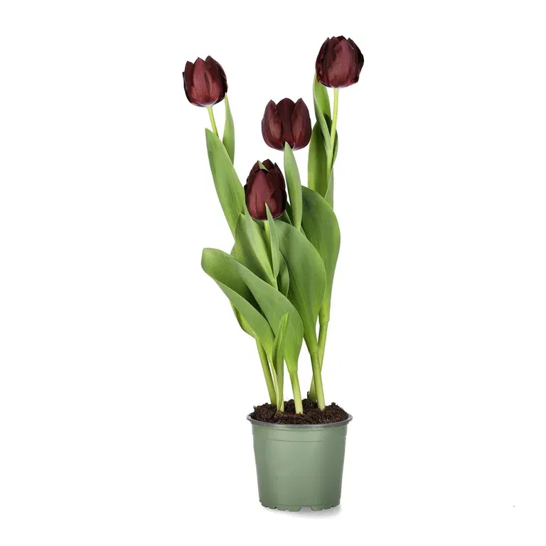 Tulipan 'Black Bean'