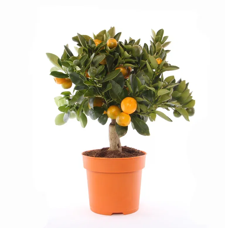 Oppstammet calamondin