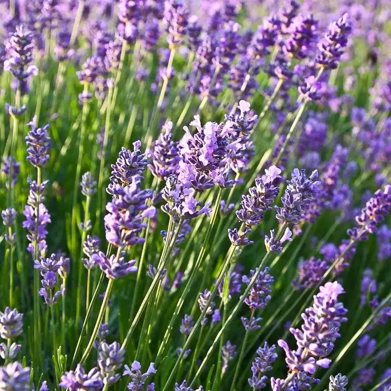 Lavandula ang. 'Felice' 15cm